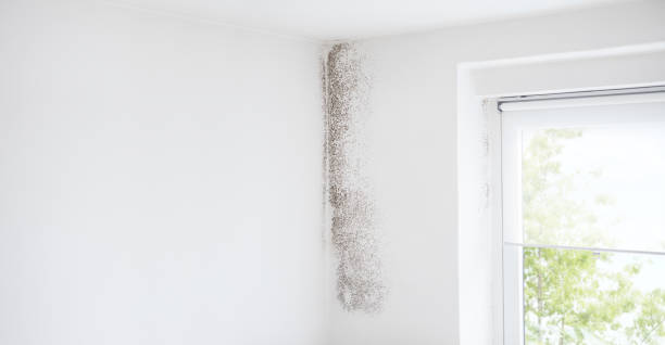 Environmental Consulting for Mold Prevention in Espy, PA