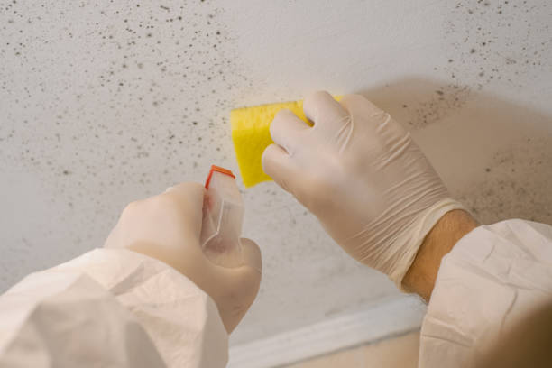 Best Mold Remediation for Vacation Homes  in Espy, PA