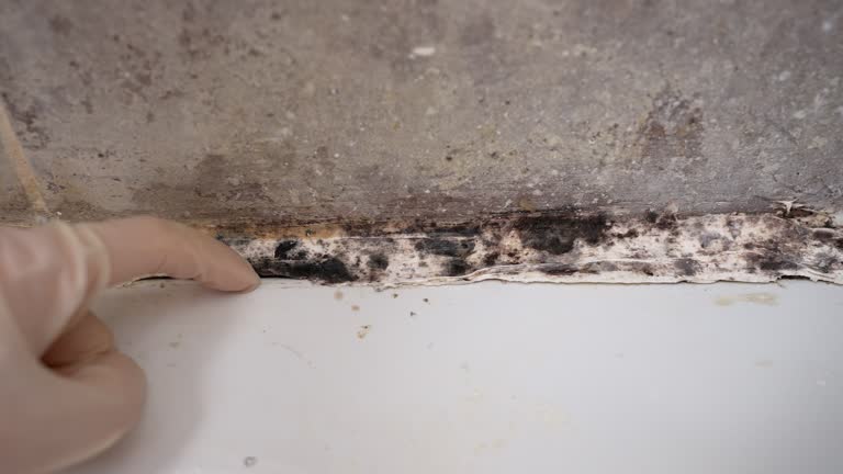 Best Basement Mold Removal  in Espy, PA